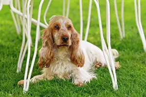 Liver: English Cocker Spaniel - lying down underneath table