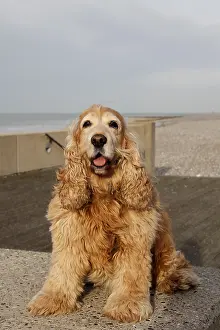 Picardie: English Cocker Spaniel in Mers Les Bains, Picardie