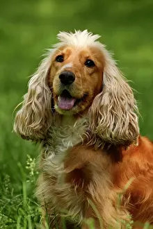 290419: English Cocker Spaniel, portrait
