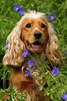 290419: English Cocker Spaniel, portrait, sitting amidst