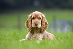 Child: English Cocker Spaniel, Puppy, English Cocker Spaniel
