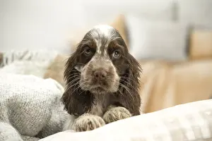 Upset: English Cocker Spaniel puppy indoors