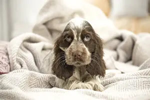 Upset: English Cocker Spaniel puppy indoors