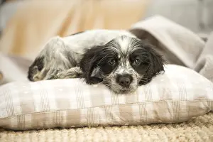 Miserable: English Cocker Spaniel puppy indoors