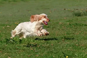 Liver: English Cocker Spaniel - running