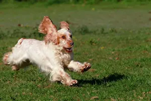 Liver: English Cocker Spaniel - running