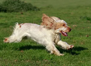 Liver: English Cocker Spaniel - running