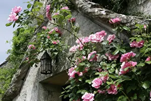 Doorway: English Country Cottage - with Roses around entrance