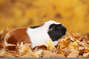 Sweet: English Crested Guinea Pig Pig, tortie-white