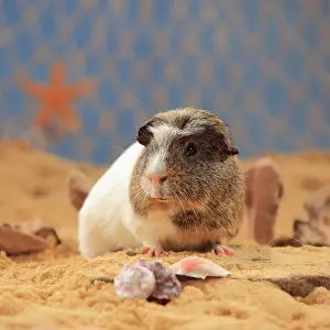 Coated: English Crested Guinea Pig, in the sand, summer