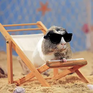 220719: English Crested Guinea Pig, sitting in a deck
