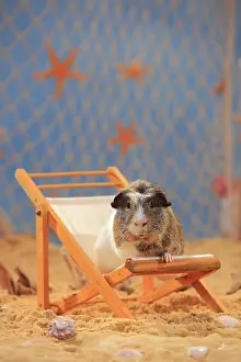 Coated: English Crested Guinea Pig, sitting in a deck chair