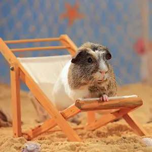 Coated: English Crested Guinea Pig, sitting in a deck chair