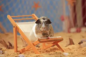 Coated: English Crested Guinea Pig, sitting in a deck chair