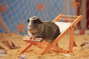 Coated: English Crested Guinea Pig, sitting in a deck chair