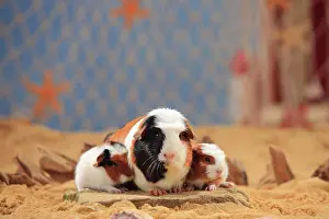 Coated: English Crested guinea pigs, tortie-white, and young