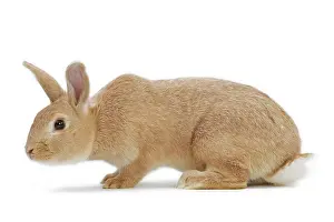 Anglais: English Domestic Rabbit - argente anglais