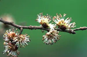 Elms: ENGLISH ELM - close-up of flowers