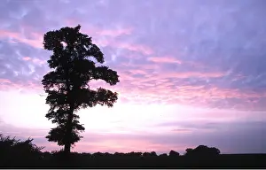Sympathy: ENGLISH ELM - silhouette at sunset