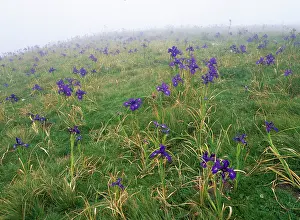 Irises: English Iris