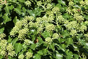 Helix: English Ivy