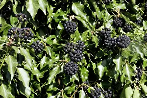 Hedera: English Ivy - fruit