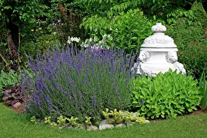 Botanic: English lavender in a garden (Lavandula angustifolia)
