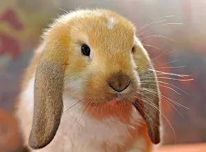 Lops: English Lop, male