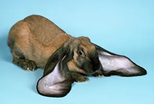 Lops: ENGLISH LOP RABBIT - close-up