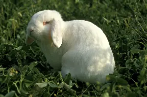 Belier: English Lop Rabbit in grass France