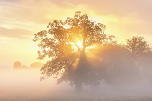 Solitaer: English Oak 137