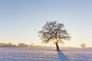 Solitaer: English Oak 153