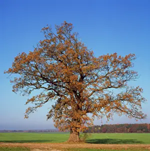 Karin Laub: English OAK