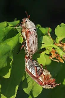 Cockchafer: English Oak