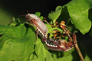 Cockchafer: English Oak