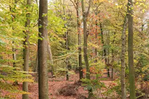 Pedunculate: English Oak