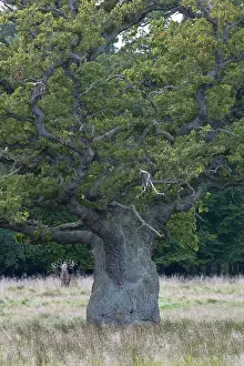 Decidous: English Oak