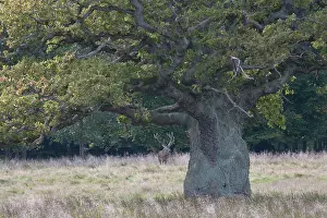 Danmark: English Oak