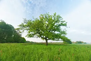 Esdorp: English Oak
