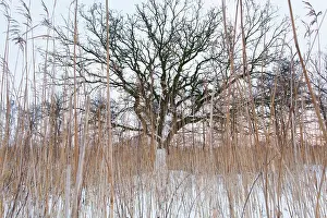 Drentsche: English Oak