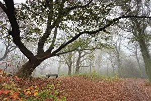 Duinreservaat: English Oak
