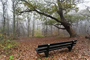 Duinreservaat: English Oak