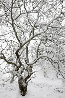 Robur: English Oak