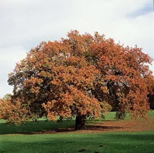 Karin Laub: ENGLISH OAK