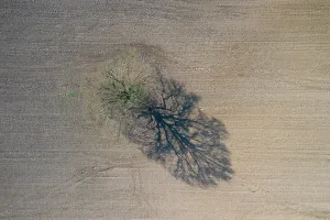 Sven-erik Arndt: English Oak