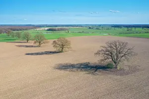 Sven-erik Arndt: English Oak