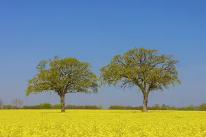 Sven-erik Arndt: English Oak