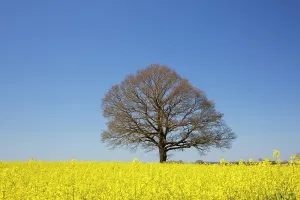 Sven-erik Arndt: English Oak