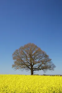 Sven-erik Arndt: English Oak