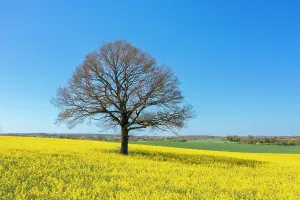 Sven-erik Arndt: English Oak